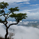 A view from Nelliyampathy hills